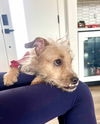 Oliver Scruff