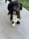 Scottie