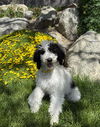 Wiloley