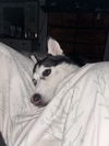 Betty Girl