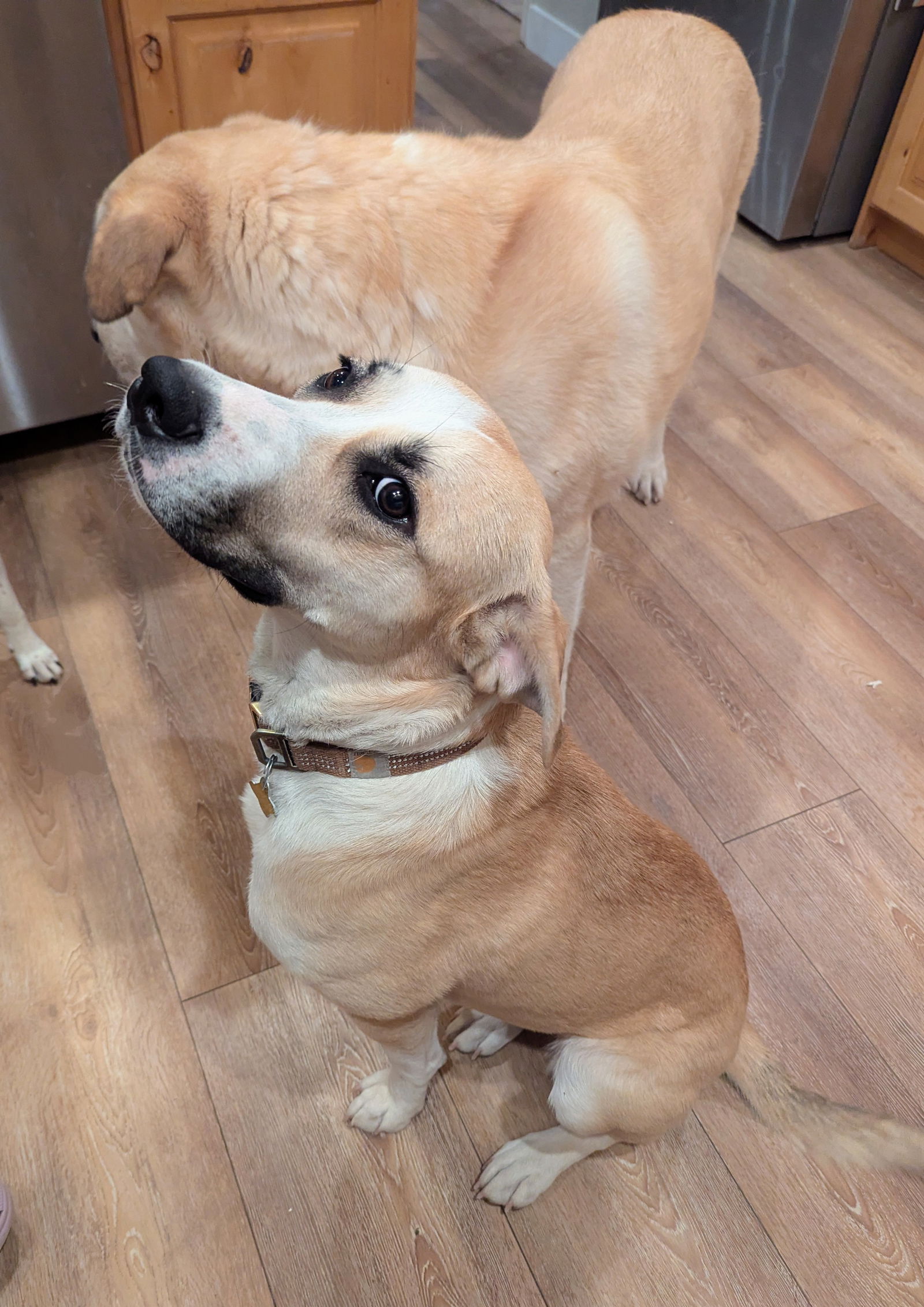 adoptable Dog in Sandy, UT named Roberta