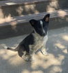 Little Neddy Nederlander