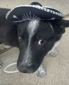 Little Neddy Nederlander