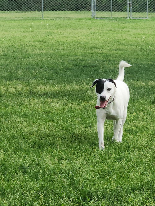 picture of the dog needing adoption