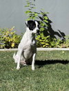 Benelli Belly - Photo 3