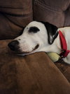 Benelli Belly - Photo 4