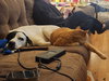 Benelli Belly - Photo 5