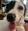 Benelli Belly - Photo 6