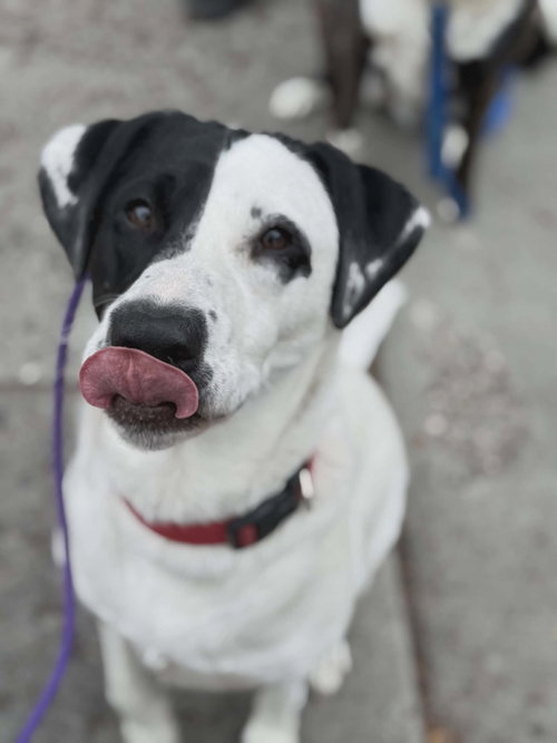 BENELLI BELLY - Labrador Retriever available for adoption