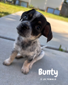 Bunty