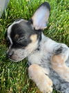 Bunty