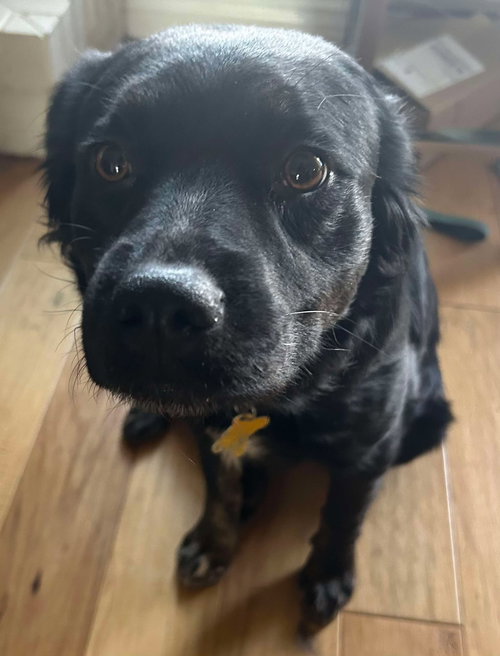 YONA - Australian Shepherd / American Pit Bull Terrier available for adoption