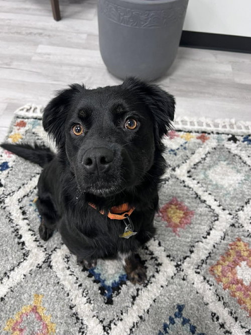 YONA - Australian Shepherd / American Pit Bull Terrier available for adoption