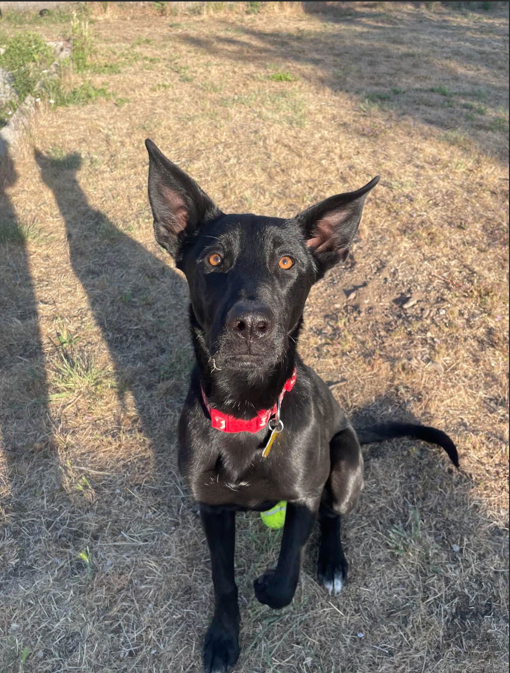 adoptable Dog in Sandy, UT named Summer Rain