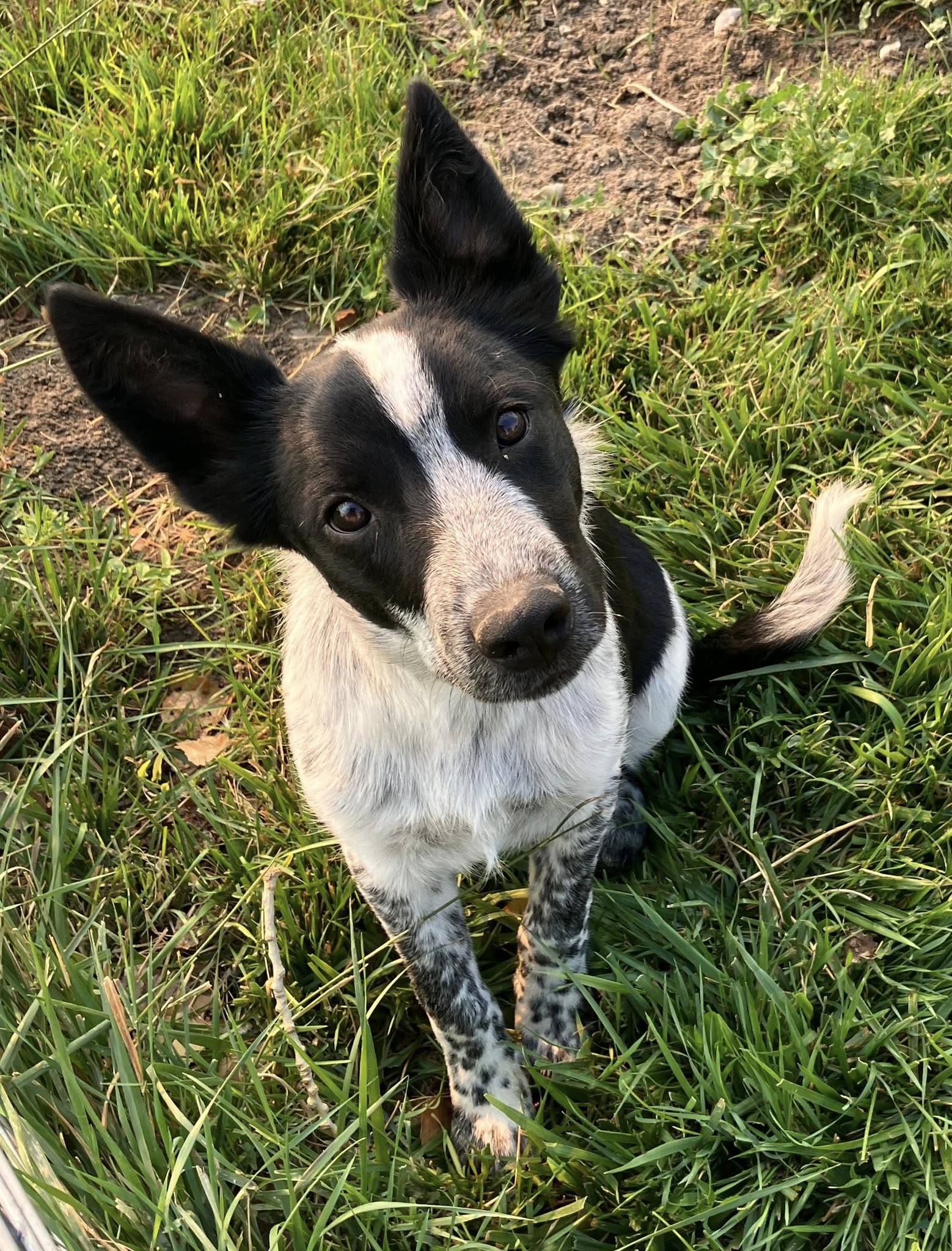 adoptable Dog in Sandy, UT named Comrade