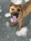 adoptable Dog in , UT named Ace Bailey
