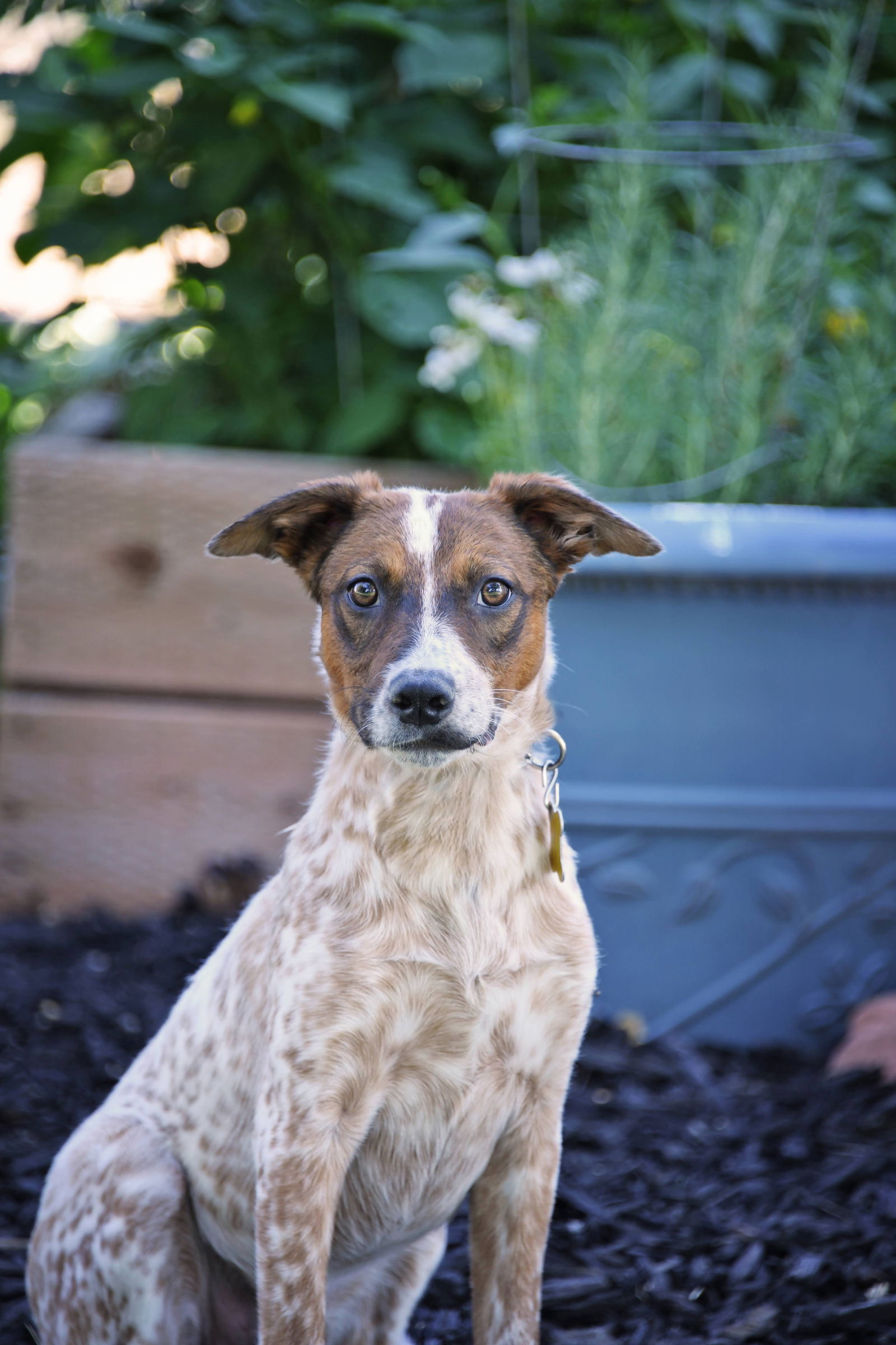 adoptable Dog in Sandy, UT named Copper Spots
