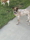 Copper Spots