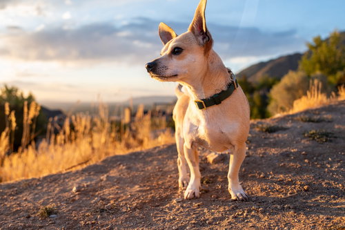 picture of the dog needing adoption