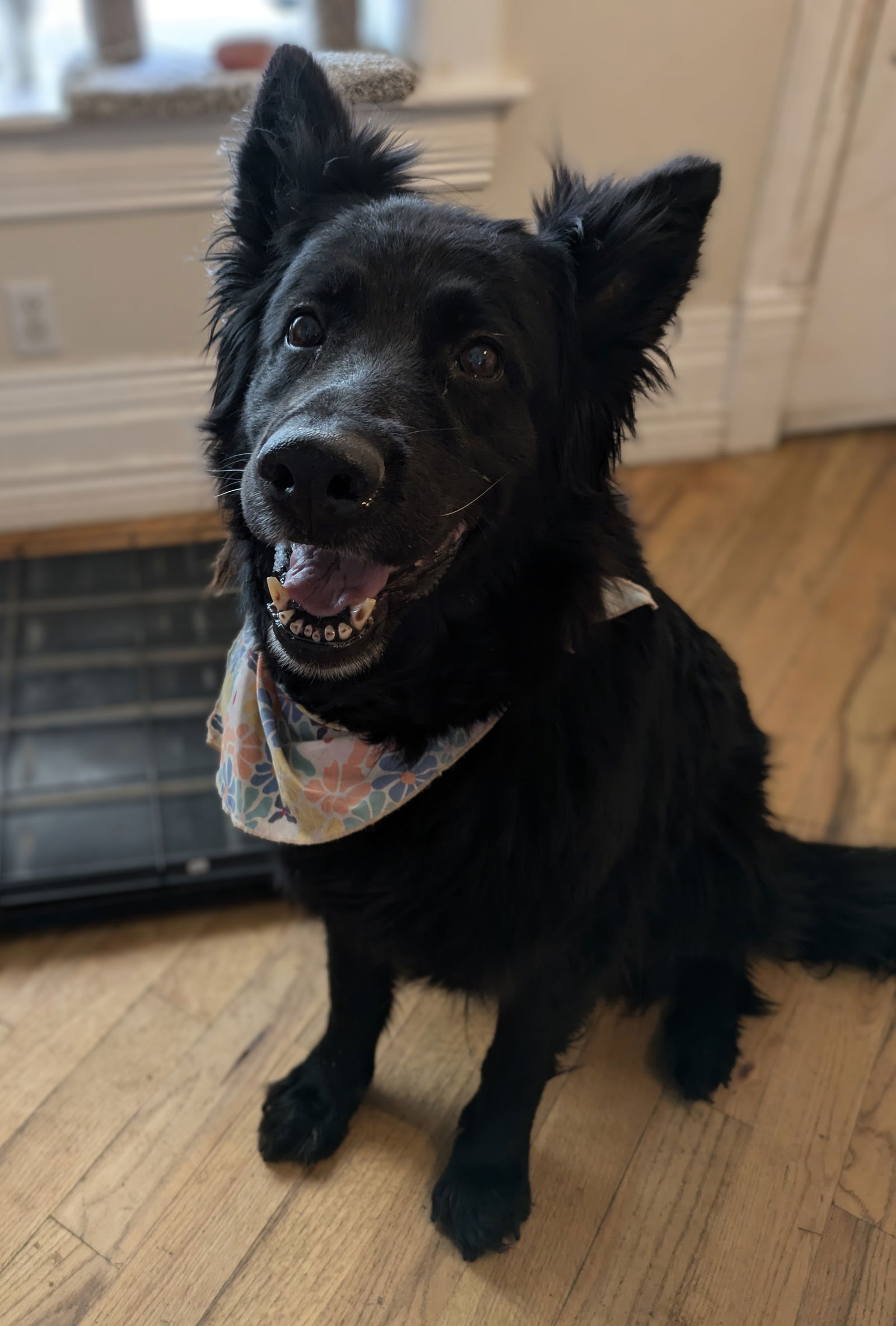 adoptable Dog in Sandy, UT named Wolfie