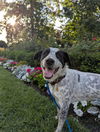 adoptable Dog in , UT named Brunaldi