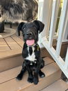 adoptable Dog in , UT named Dooley