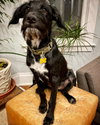 Dooley - Photo 2