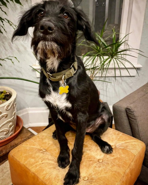 DOOLEY - Labrador Retriever available for adoption