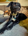 Dooley - Photo 4