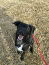 Dooley - Photo 7