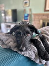 Dooley - Photo 9