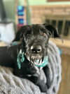 Dooley - Photo 10