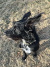 Dooley - Photo 12