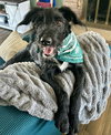 Dooley - Photo 13