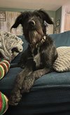 Dooley - Photo 15