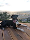 adoptable Dog in  named Rhamona