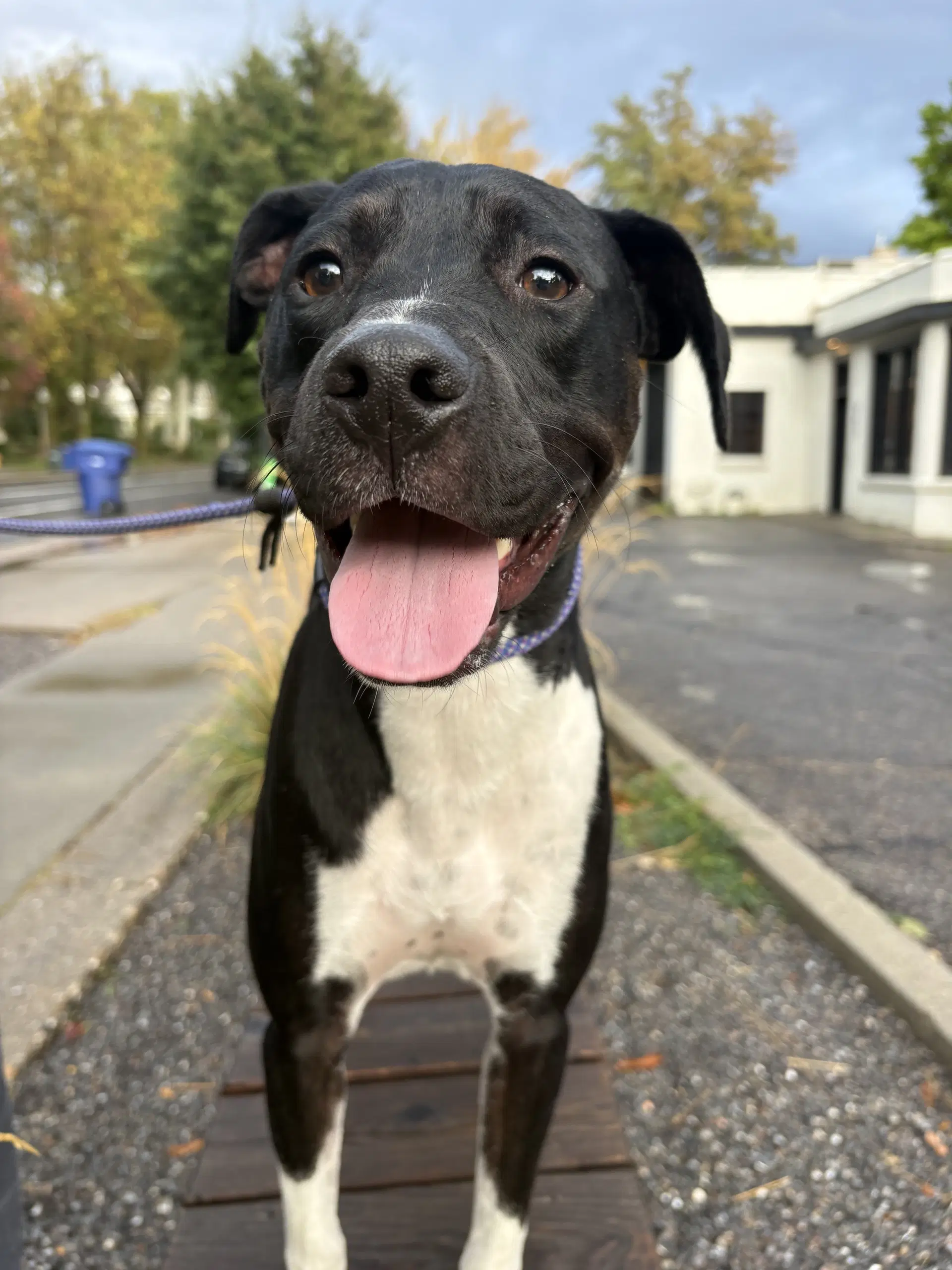 Rhamona - Labrador Retriever