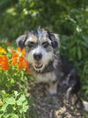 Silene