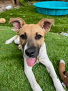 adoptable Dog in , UT named Cecelia