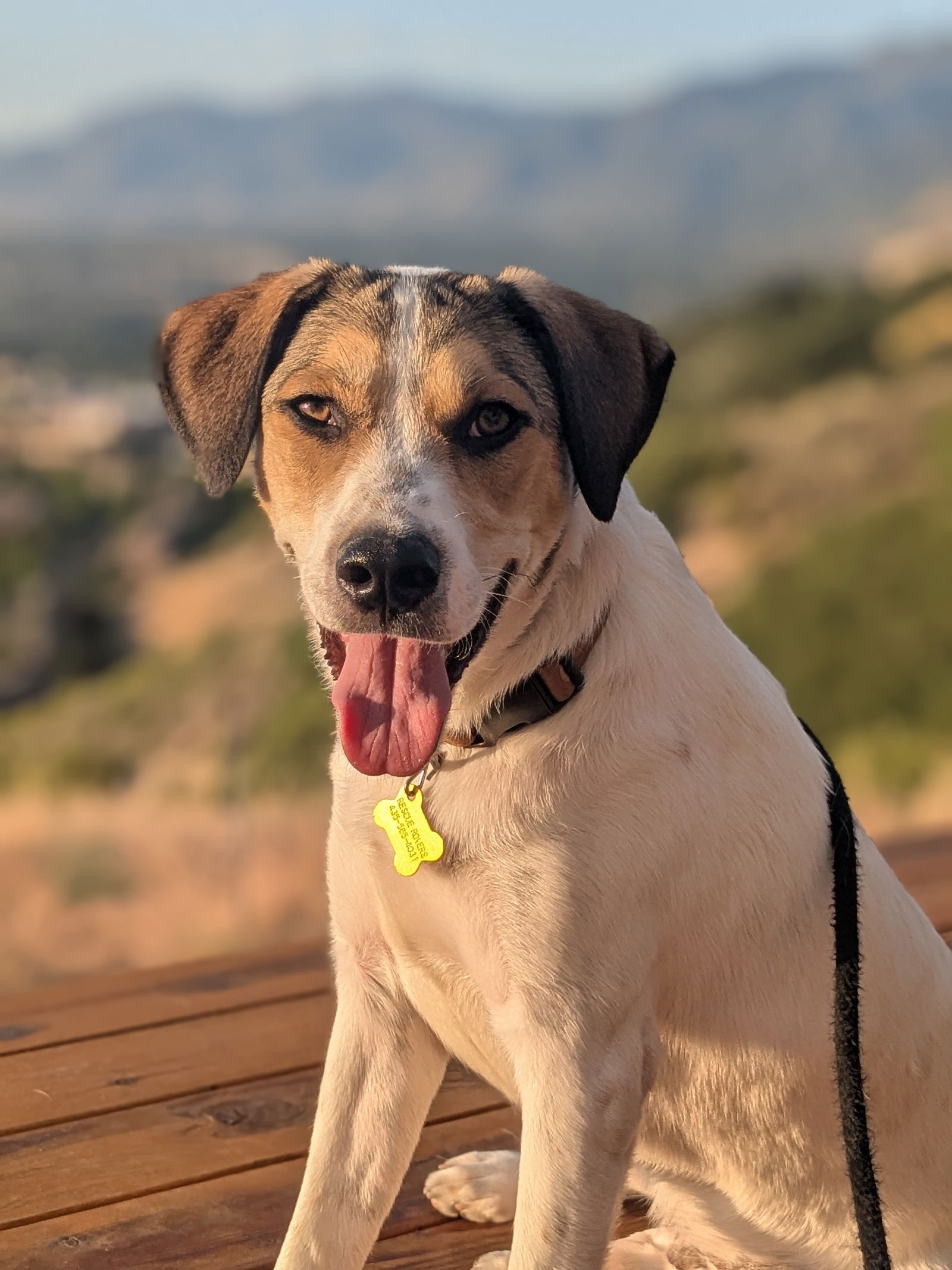 adoptable Dog in Sandy, UT named Booone