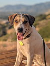 adoptable Dog in  named Booone