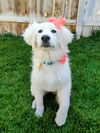 adoptable Dog in  named Ariah