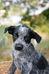 McDuff - Photo 1