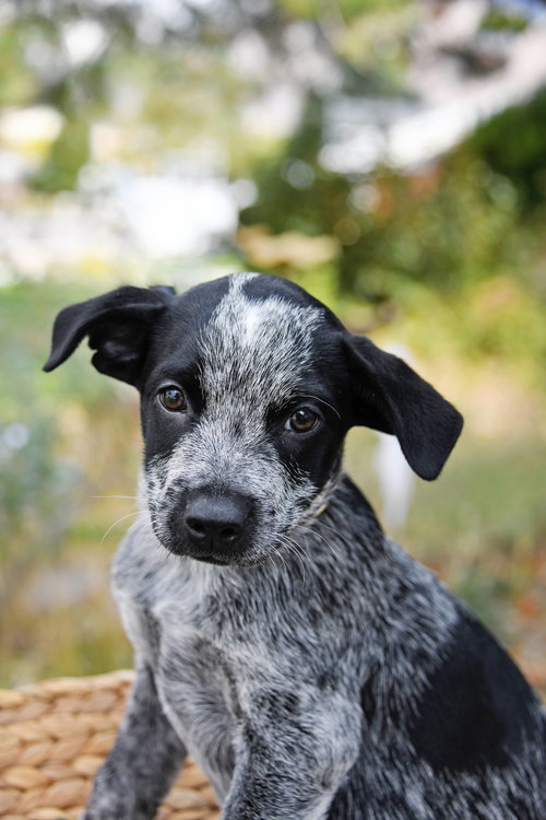 MCDUFF - Cattle Dog available for adoption