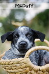 McDuff - Photo 2