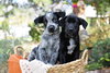McDuff - Photo 4