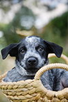 McDuff - Photo 5