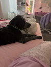 McDuff - Photo 8