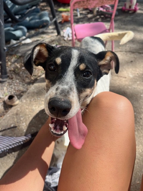 picture of the dog needing adoption