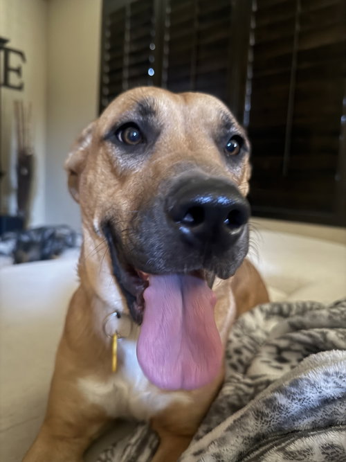 NOVA SCOTIA - Boxer available for adoption
